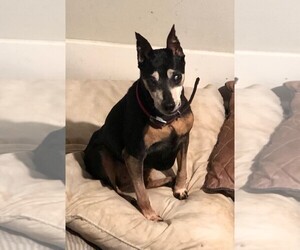 Miniature Pinscher Dogs for adoption in Fort Lauderdale, FL, USA