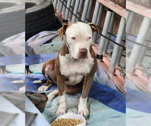 American Staffordshire Terrier-Unknown Mix Dogs for adoption in San Antonio, TX, USA