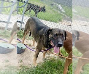 Plott Hound-Unknown Mix Dogs for adoption in Conroe, TX, USA