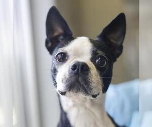 Boston Terrier-Unknown Mix Dogs for adoption in San Antonio, TX, USA