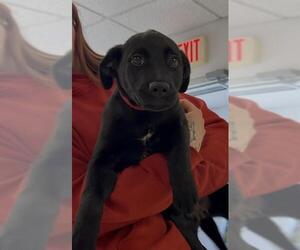 Labrador Retriever-Unknown Mix Dogs for adoption in Brewster, MA, USA