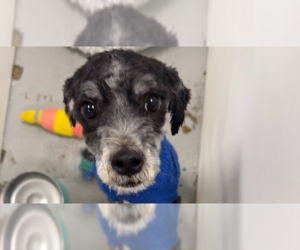 Poodle (Miniature) Dogs for adoption in Studio City, CA, USA