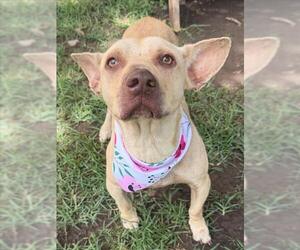 Mutt Dogs for adoption in Tulsa, OK, USA