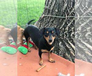 Dachshund Dogs for adoption in Los Banos, CA, USA