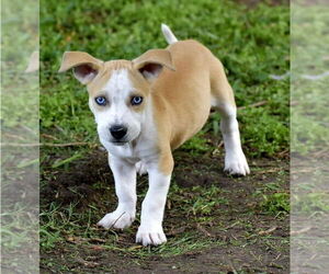 Catahoula Leopard Dog-Labrador Retriever Mix Dogs for adoption in Lakewood, CO, USA