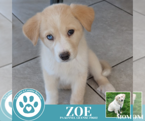 Great Pyrenees-Unknown Mix Dogs for adoption in Kimberton, PA, USA
