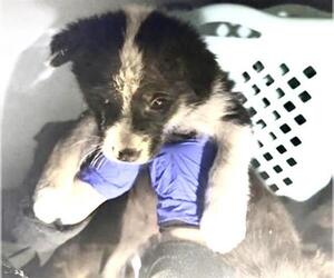 Mutt Dogs for adoption in Houston, TX, USA