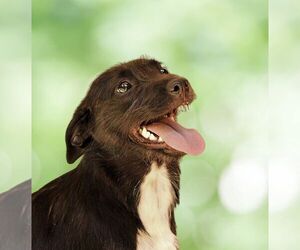 Mutt Dogs for adoption in Arlington, WA, USA