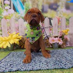 Dogue de Bordeaux Dogs for adoption in Commerce, GA, USA