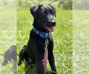 Mutt Dogs for adoption in Candler, NC, USA