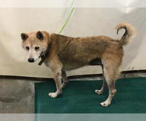Shiba Inu Dogs for adoption in Camarillo, CA, USA