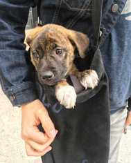 Black Mouth Cur Dogs for adoption in Bronx, NY, USA