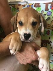 Mutt Dogs for adoption in Seminole, FL, USA