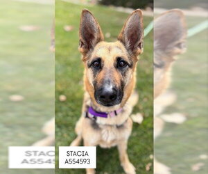 German Shepherd Dog Dogs for adoption in Santa Barbara, CA, USA