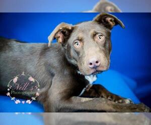 German Shorthaired Pointer-Unknown Mix Dogs for adoption in Tupelo, MS, USA