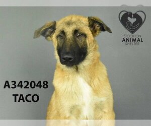 Mutt Dogs for adoption in Stockton, CA, USA