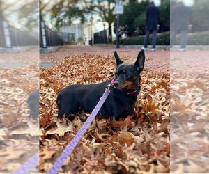 Miniature Pinscher Dogs for adoption in Boston, MA, USA