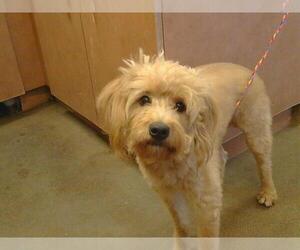 Cockapoo Dogs for adoption in Sacramento, CA, USA