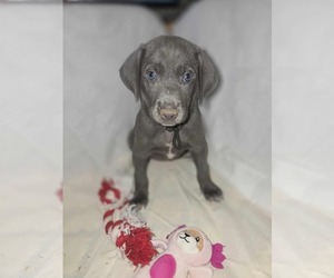 Labrador Retriever Dogs for adoption in Winter, WI, USA