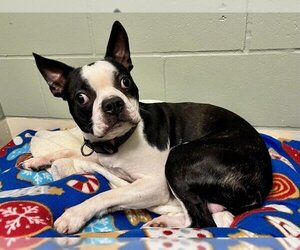 Boston Terrier Dogs for adoption in Webster, WI, USA