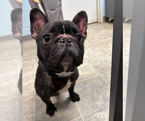French Bulldog Dogs for adoption in Rustburg, VA, USA