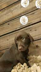 Labrador Retriever Dogs for adoption in CORNING, NY, USA