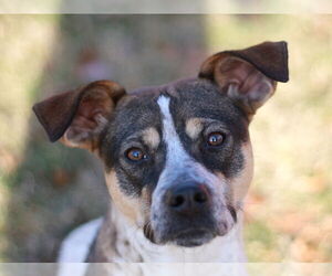 Mountain Cur-Unknown Mix Dogs for adoption in Cookeville, TN, USA