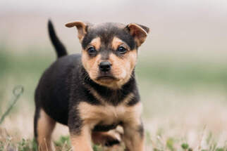 Medium Photo #1 Labrottie Puppy For Sale in Concord, NC, USA