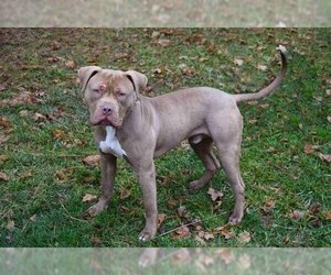 American Pit Bull Terrier Dogs for adoption in Westminster, MD, USA
