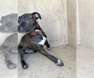 American Pit Bull Terrier-Unknown Mix Dogs for adoption in Oklahoma City, OK, USA