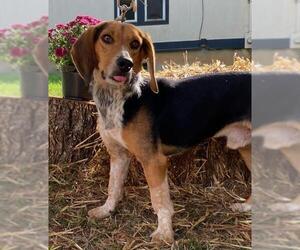 Beagle-Unknown Mix Dogs for adoption in Mooresville, NC, USA