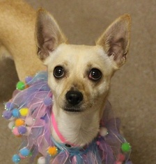 Chihuahua Dogs for adoption in Las Vegas, NV, USA