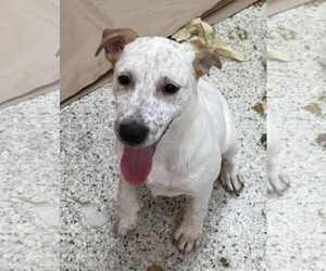 Labrador Retriever-Unknown Mix Dogs for adoption in Mechanicsburg, PA, USA