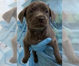 American Staffordshire Terrier-Unknown Mix Dogs for adoption in San Antonio, TX, USA