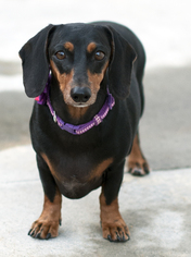 Dachshund Dogs for adoption in San Diego, CA, USA