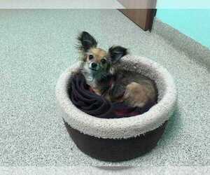 Papillon-Unknown Mix Dogs for adoption in Sylmar, CA, USA