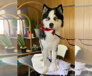 Australian Shepherd-Siberian Husky Mix Dogs for adoption in Miami, FL, USA