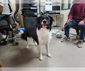 Border Collie Dogs for adoption in Pasadena, CA, USA