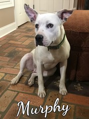 American Bulldog-Unknown Mix Dogs for adoption in Fairhope, AL, USA