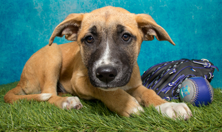 Shepradors Dogs for adoption in Denver, CO, USA