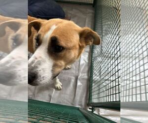 Black Mouth Cur-Unknown Mix Dogs for adoption in Calgary, Alberta, Canada
