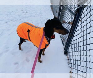 Doberman Pinscher Dogs for adoption in Aurora, OH, USA