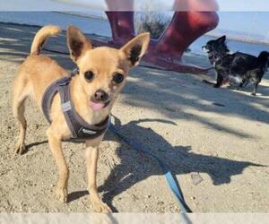 Chihuahua Dogs for adoption in San Francisco, CA, USA