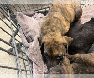 American Staffordshire Terrier-Unknown Mix Dogs for adoption in Tallahassee, FL, USA
