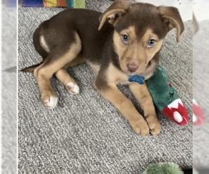 Labrador Retriever-Unknown Mix Dogs for adoption in Plainfield, IL, USA