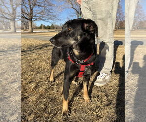 Mutt Dogs for adoption in Aurora, CO, USA