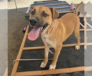 Bloodhound-Unknown Mix Dogs for adoption in Palmetto, FL, USA