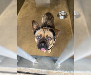 Chug Dogs for adoption in Chula Vista, CA, USA