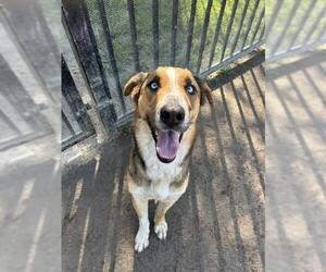 Australian Shepherd-Unknown Mix Dogs for adoption in Riverside, CA, USA