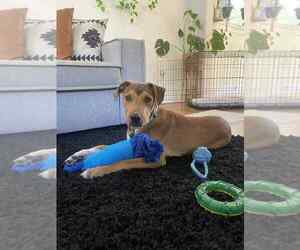 Retriever -Unknown Mix Dogs for adoption in Springdale, PA, USA